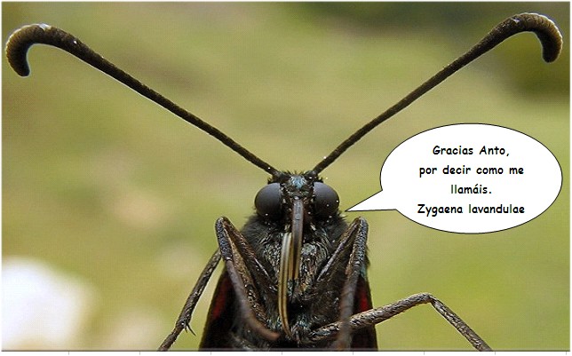 Zygaena para determinar: Zygaena lavandulae